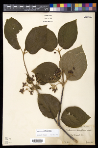 Viburnum lantanoides image