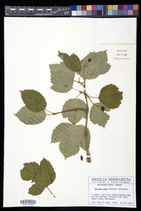 Viburnum edule image