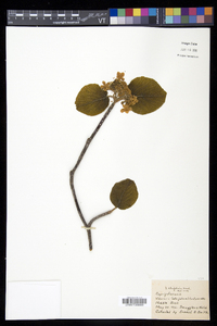 Viburnum lantanoides image