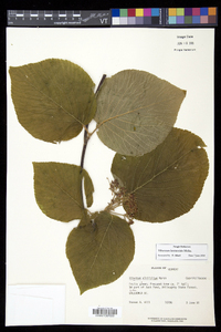 Viburnum lantanoides image