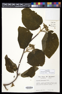 Viburnum lantanoides image