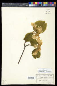 Viburnum lantanoides image