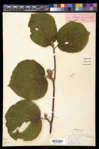 Viburnum lantanoides image