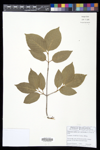 Viburnum cassinoides image