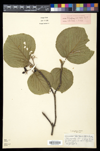 Viburnum lantanoides image