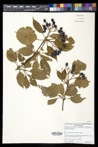 Viburnum lentago image