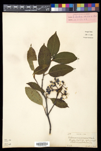 Viburnum cassinoides image