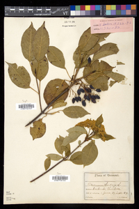 Viburnum lentago image