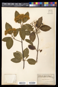 Viburnum cassinoides image