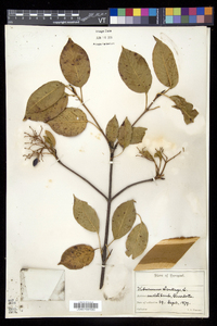 Viburnum lentago image