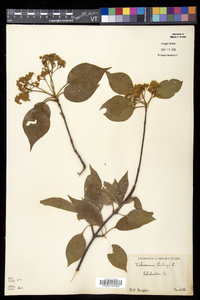 Viburnum lentago image