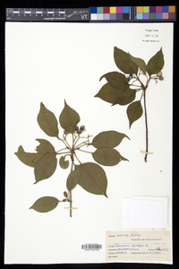 Viburnum lentago image