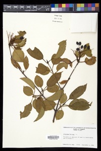 Viburnum lentago image