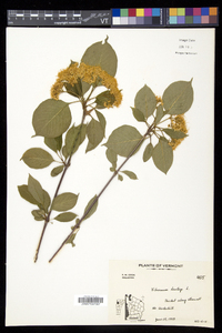 Viburnum lentago image