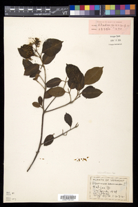 Viburnum cassinoides image