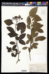 Viburnum cassinoides image