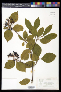 Viburnum cassinoides image