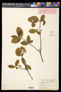 Viburnum cassinoides image