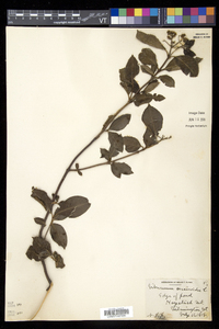 Viburnum cassinoides image