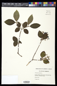 Viburnum cassinoides image