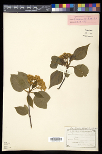 Viburnum lentago image