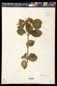 Viburnum lentago image