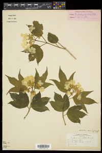 Viburnum trilobum image