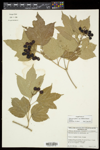 Viburnum trilobum image