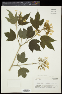 Viburnum trilobum image