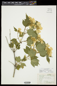 Viburnum trilobum image