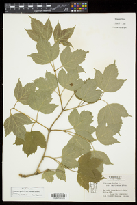 Viburnum trilobum image