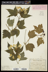 Viburnum trilobum image