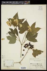 Viburnum trilobum image