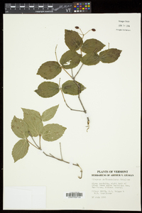 Viburnum rafinesqueanum image