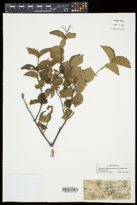 Viburnum rafinesqueanum image