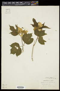 Viburnum trilobum image