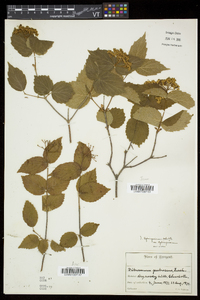 Viburnum rafinesqueanum var. rafinesqueanum image