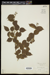 Viburnum rafinesqueanum image