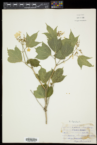 Viburnum opulus image