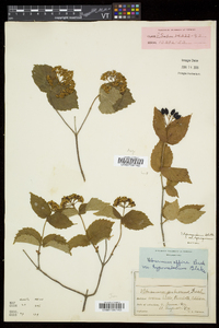 Viburnum rafinesqueanum var. rafinesqueanum image