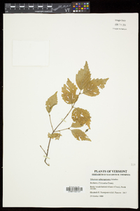 Viburnum rafinesqueanum image