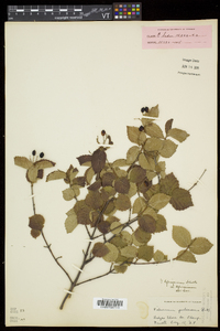 Viburnum rafinesqueanum image