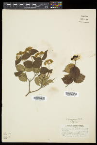 Viburnum rafinesqueanum image