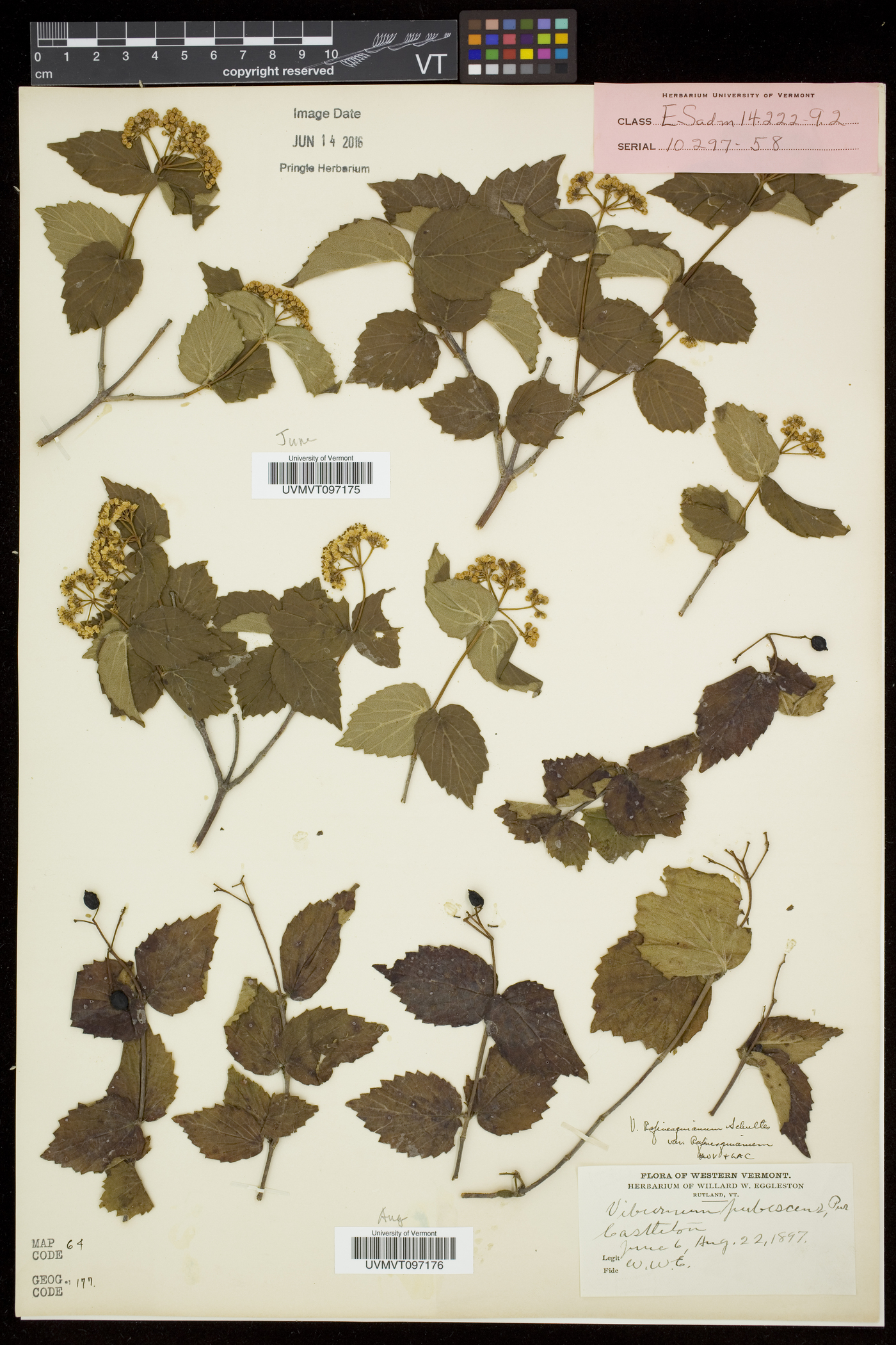 Viburnum rafinesqueanum var. rafinesqueanum image