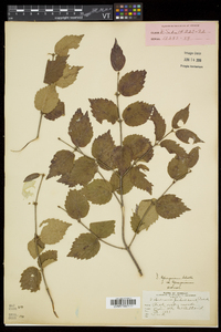 Viburnum rafinesqueanum image