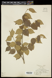 Viburnum rafinesqueanum image