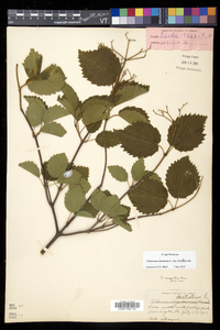 Viburnum dentatum var. lucidum image