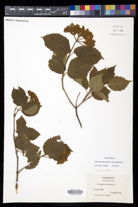 Viburnum dentatum var. lucidum image