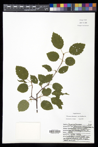 Viburnum dentatum var. lucidum image