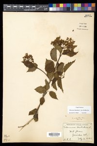 Viburnum dentatum var. lucidum image